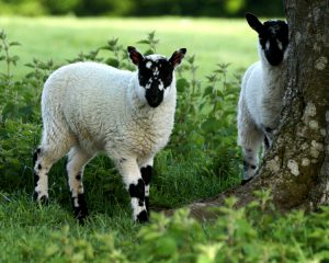 Lambs in field