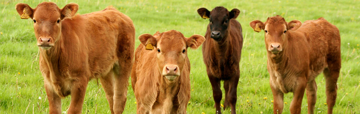 Managing scouring calves