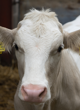 White dairy cow