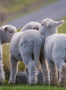 Lambs in Irish field