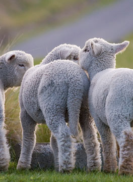 Lambs in Irish field