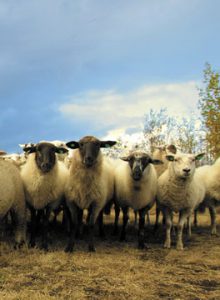 Sheep in field, Ballygawly Veterinary Centre