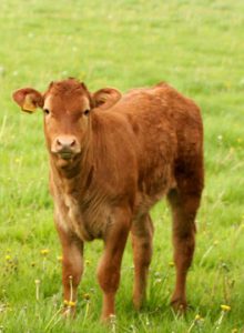 Healthy calf in field