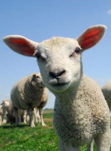 Happy lamb in field